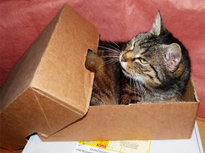 Shopping - Ratgeber cat-1529520_1920-300x224 Wie Sie Ihre Haustiere während der Feiertage sicher halten können  