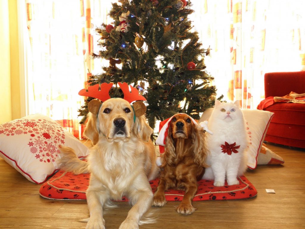 Shopping - Ratgeber pets-962215_1920-1024x768 Wie Sie Ihre Haustiere während der Feiertage sicher halten können  